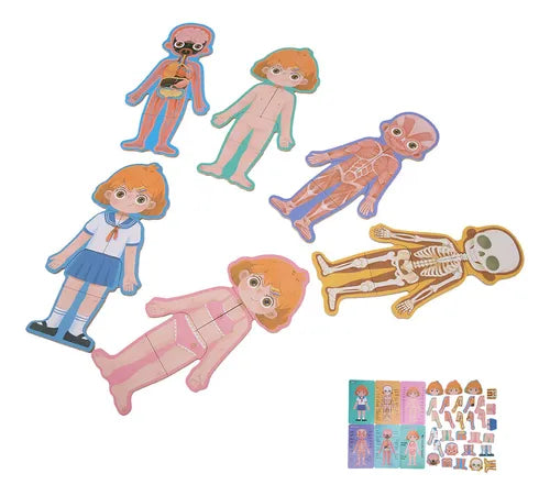 بازل جسم الانسان بنت