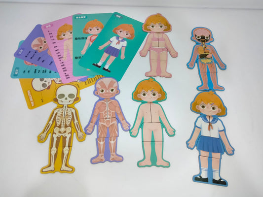 بازل جسم الانسان بنت