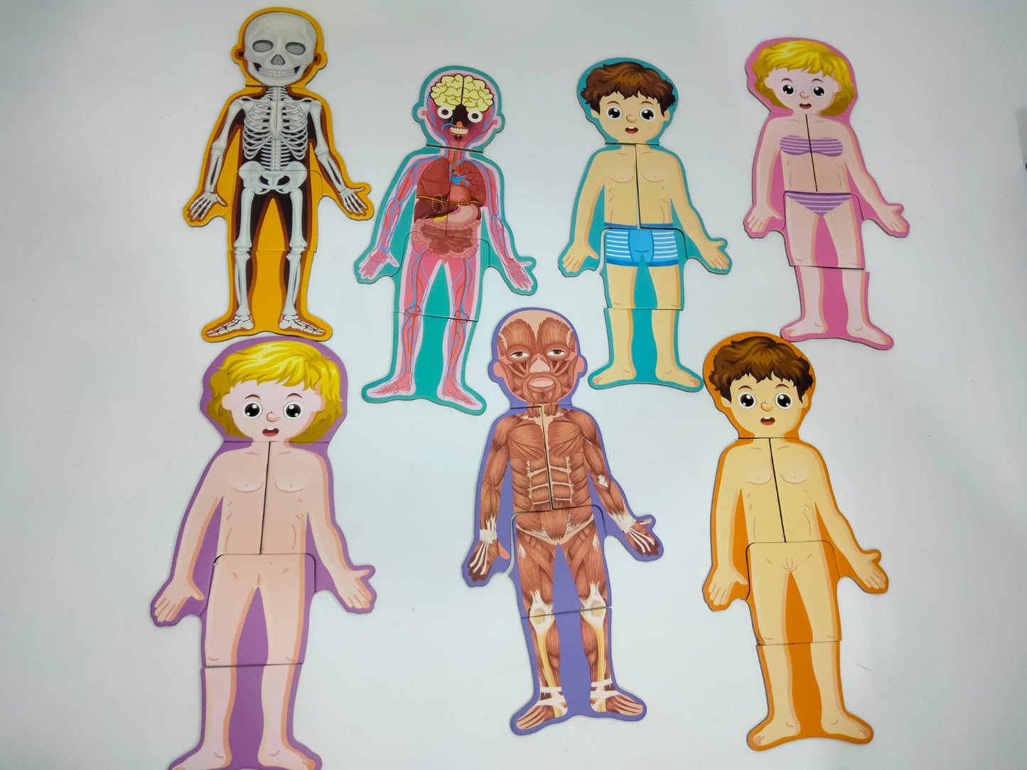 بازل جسم الانسان ولد