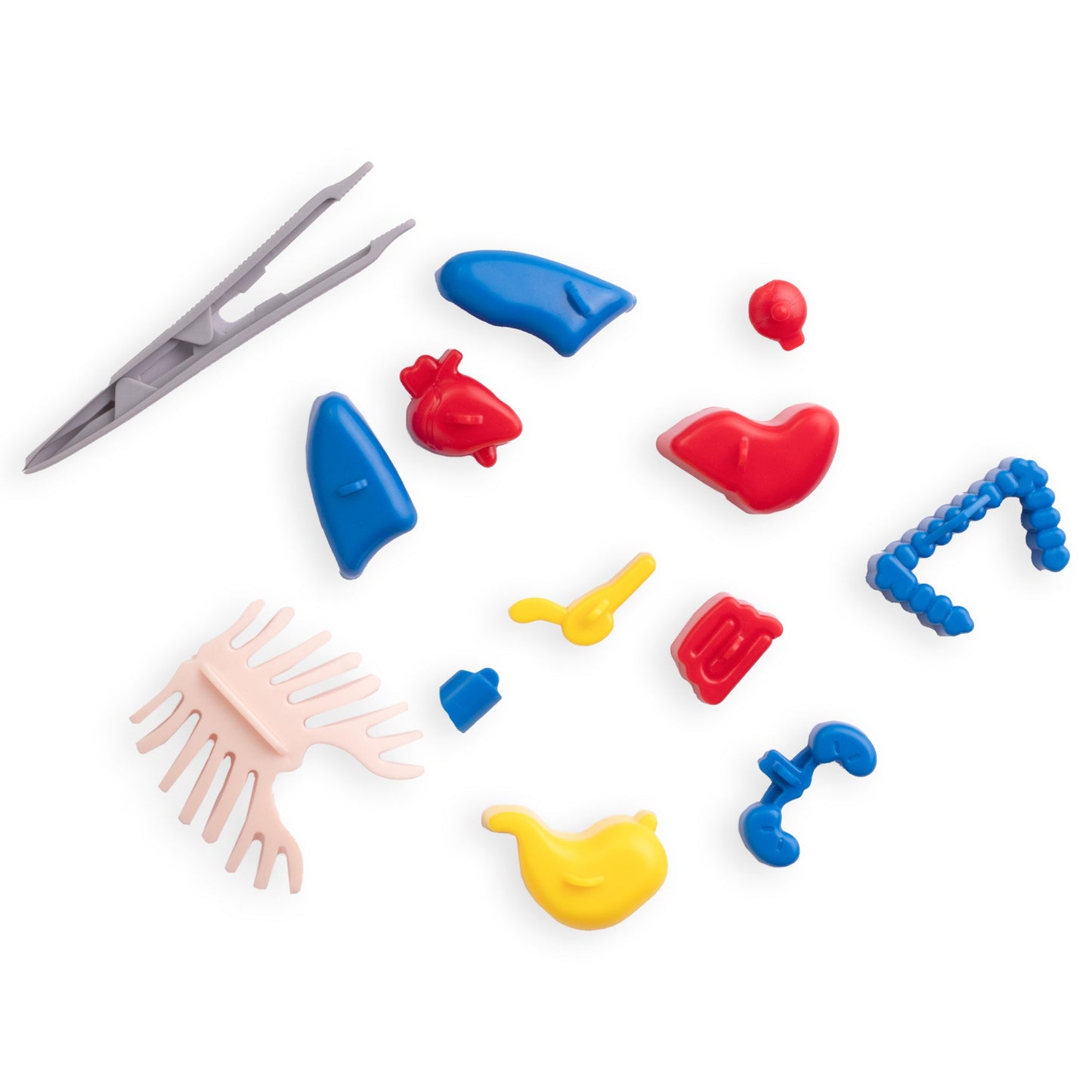 لعبة تشريح جسم الإنسان التعليمية للأطفال