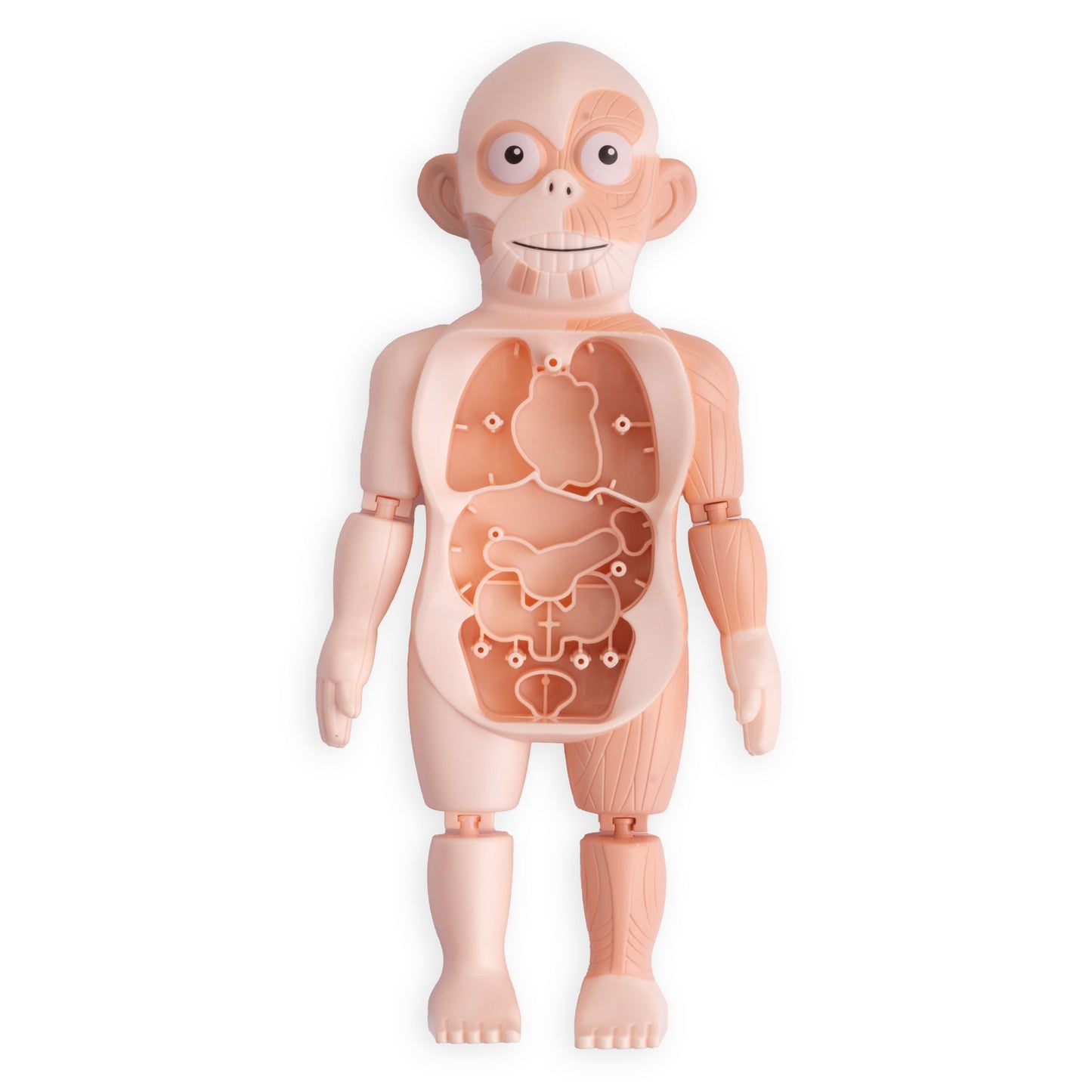 لعبة تشريح جسم الإنسان التعليمية للأطفال
