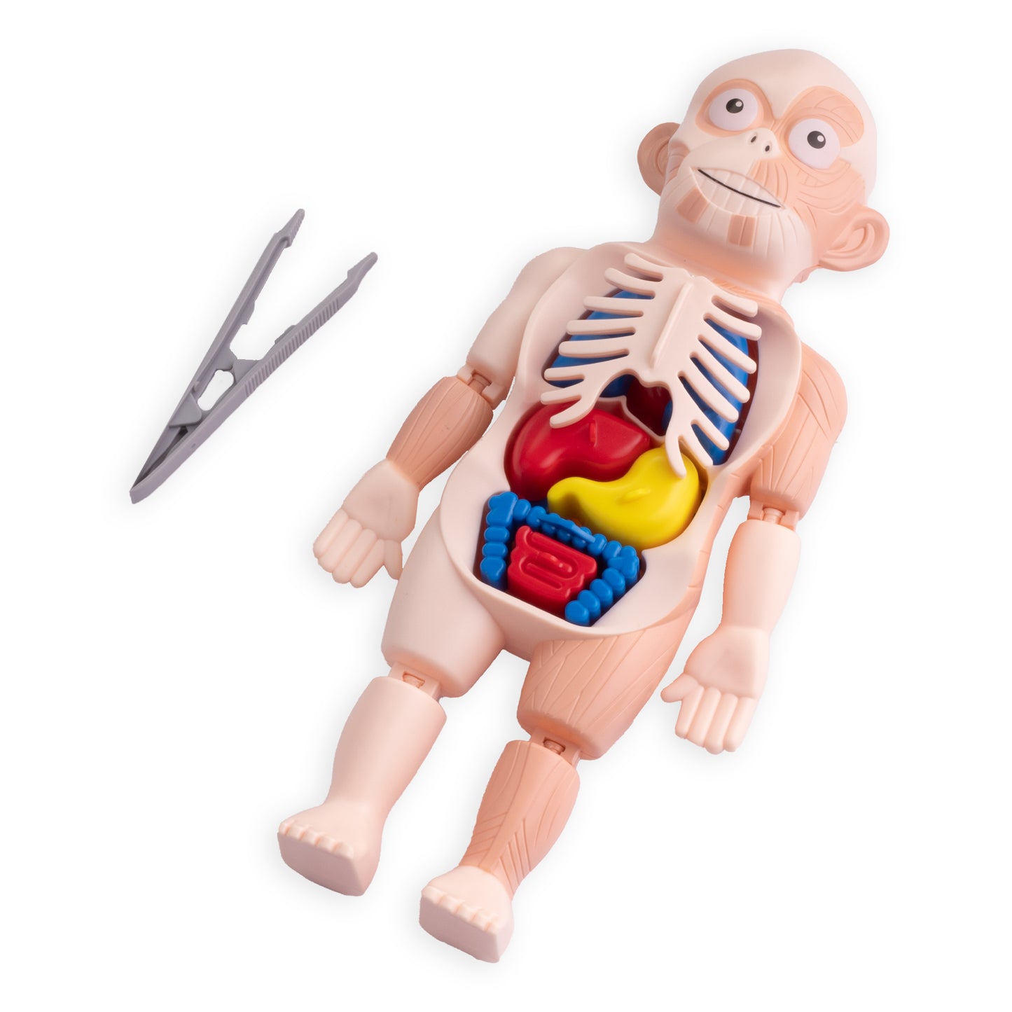 لعبة تشريح جسم الإنسان التعليمية للأطفال