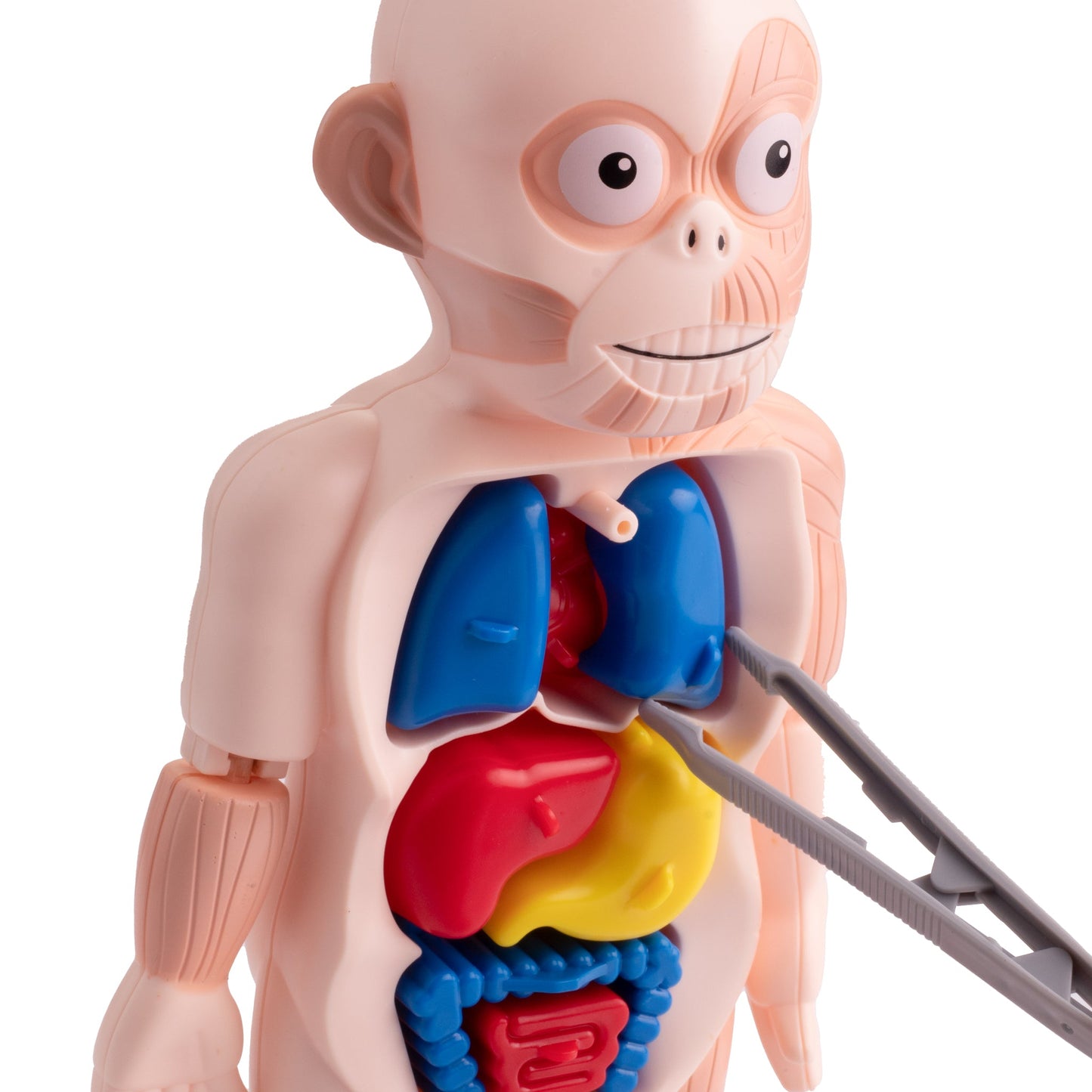 لعبة تشريح جسم الإنسان التعليمية للأطفال
