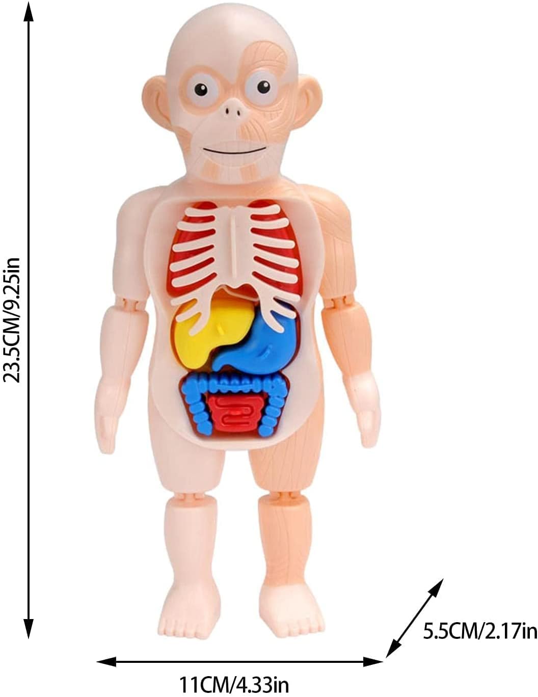 لعبة تشريح جسم الإنسان التعليمية للأطفال