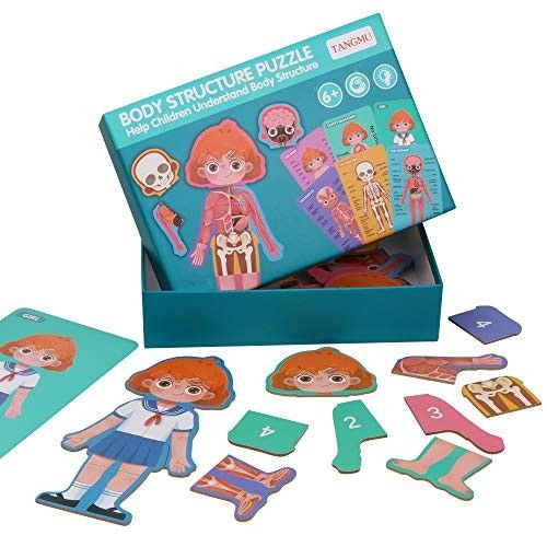 بازل جسم الانسان بنت