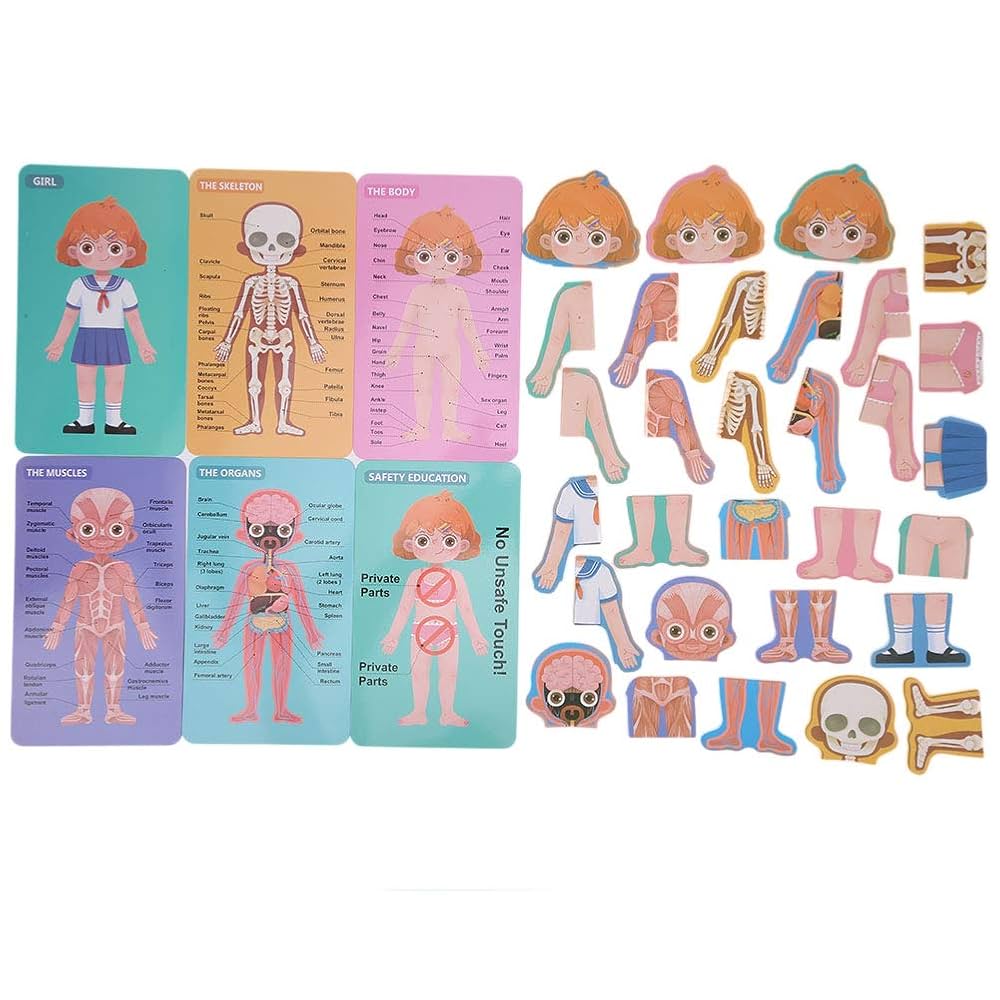 بازل جسم الانسان بنت