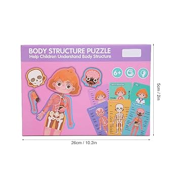 بازل جسم الانسان بنت